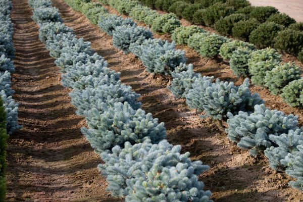 conifere coltivazione in piena terra