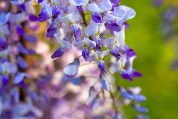 wisteria in vivaio a Pistoia