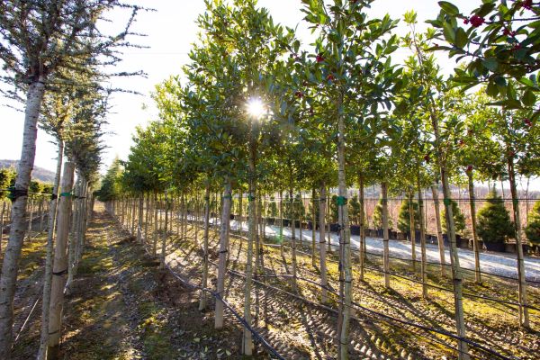 coltivazione alberature a Pistoia