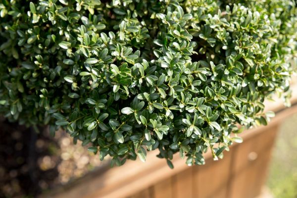 siepi in vendita a Pistoia