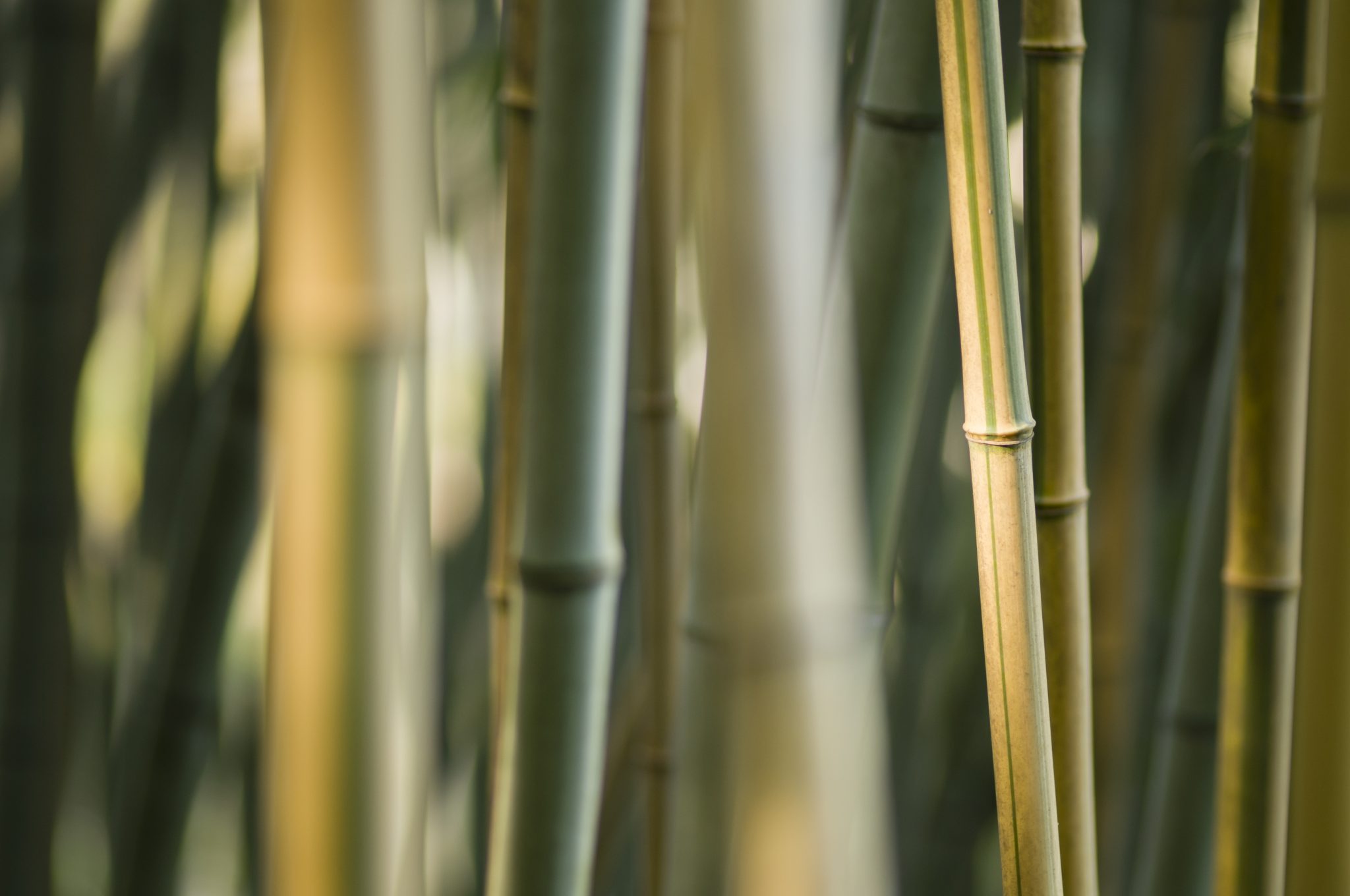 bamboo in vendita da Giacomelli Piante (Piante Perenni e graminacee)