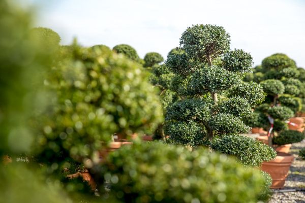 Piante ornamentali: arbusti sempreverdi