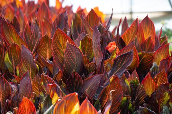 Piante ornamentali 6