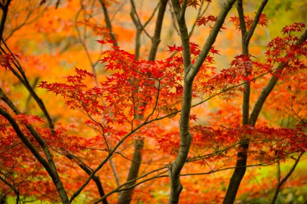 alberi in vendita da Giacomelli piante