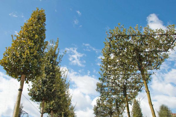 produzione e vendita alberi