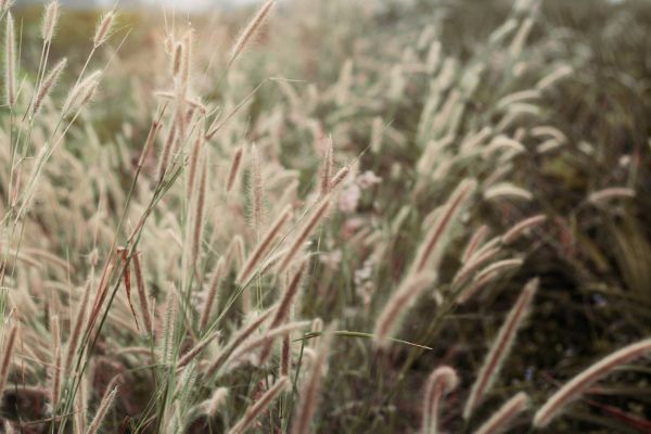 piante perenni e graminacee coltivate in vivaio a Pistoia