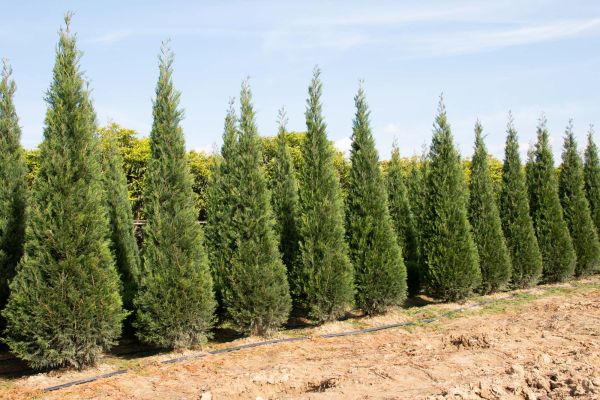 cupressus in vendita a Pistoia da Giacomelli Piante