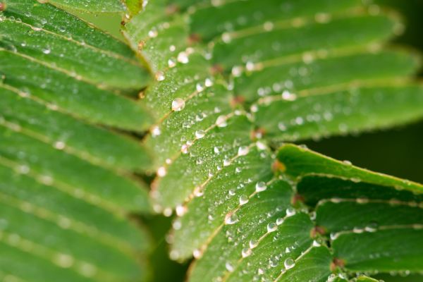 mimosacee in vendita da Giacomelli Piante