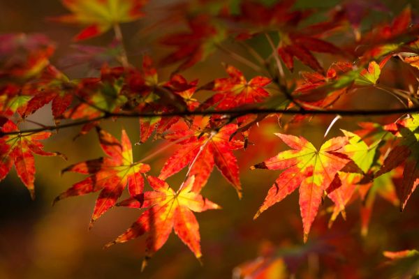 produzione e vendita piante a pistoia