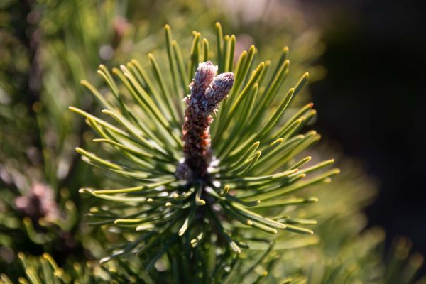 pinus produzione e vendita a Pistoia