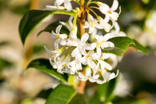 Piante ornamentali 4