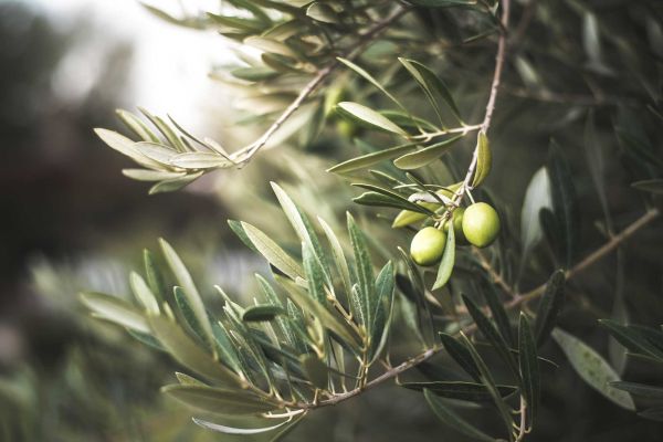 olea europea in coltivazione e vendita a Pistoia