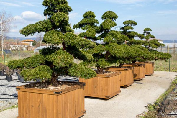 produzione piante formate per arte topiaria