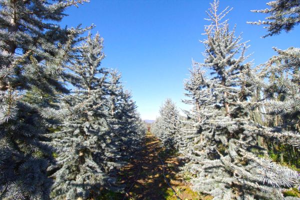 genere abies a Pistoia da Giacomelli