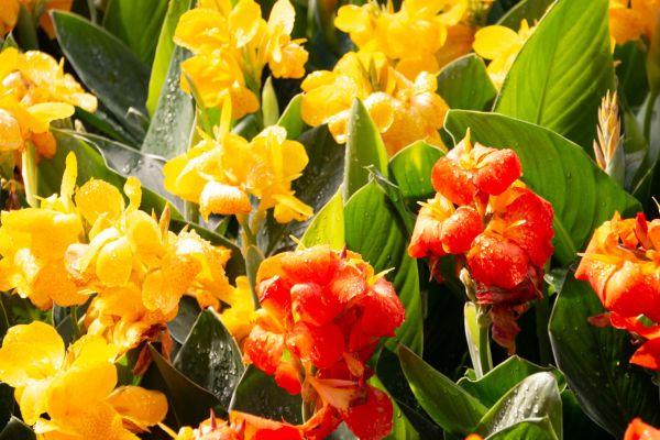 Piante ornamentali 1