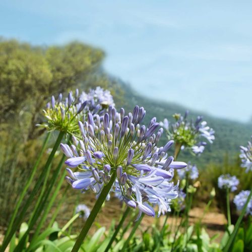 Piante Perenni e graminacee
