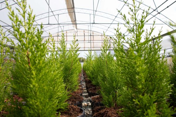 cipressi in vivaio coltivati da Giacomelli Piante