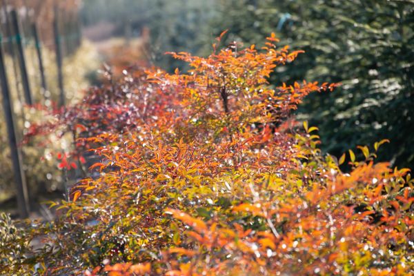 Piante ornamentali 2