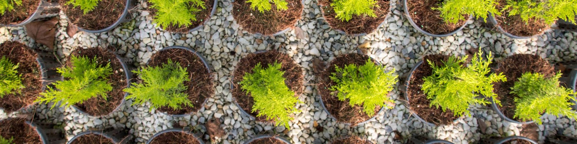 Coltivazione piante in contenitore