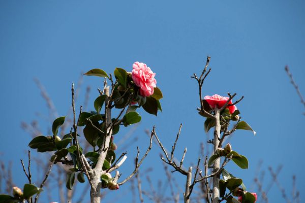 Piante ornamentali 3