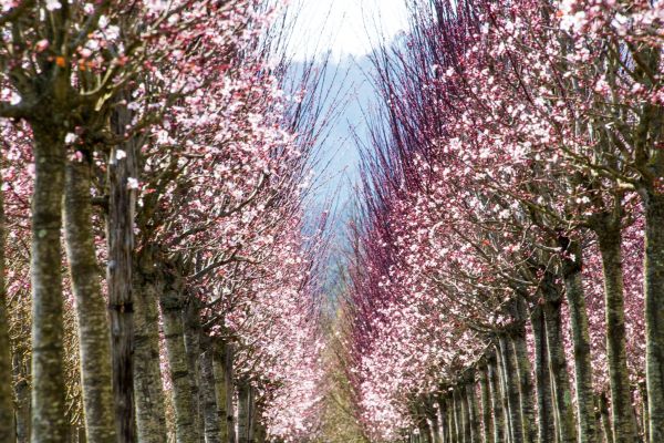 alberature di prunus serrulata prodotte da Giacomelli Piante