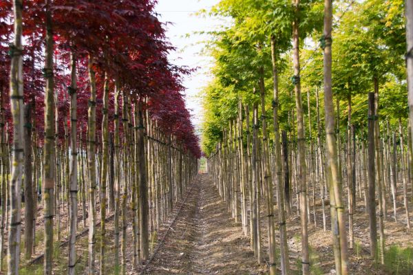 aceri in vendita in vivaio a pistoia